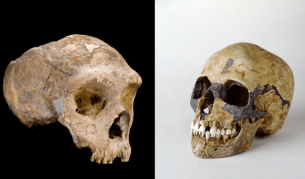 Foto - Topraktan çıkardıkları 1,5 milyon yıllık kemiğe bir kesik atıp beklediler! Ortaya çıkan manzara herkesi şok etti