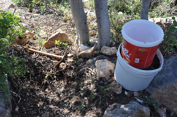 Topraktan öyle bir şey çıktı ki! Fidan dikmeye gitti hayatının şokunu yaşadı