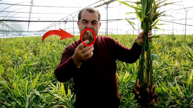 Topraktan sünger gibi çekip oraya taşıyor! Ne ararsan var! Sen ne yaptın böyle