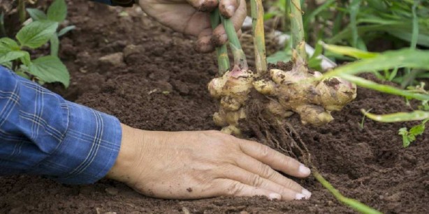 Foto - Topraktan sünger gibi çekip oraya taşıyor! Ne ararsan var! Sen ne yaptın böyle