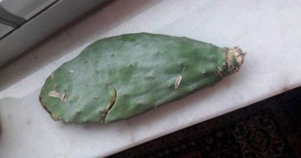 Foto - Topuk dikenine olabilecek en iyi çözüm! Kökünden söküyor... Yumuşacık yapan kür şaşırttı! Bakın ne yapıyor