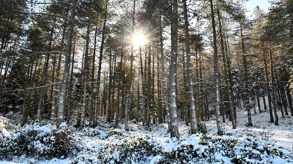 Foto - Topuk Yaylası beyaza büründü