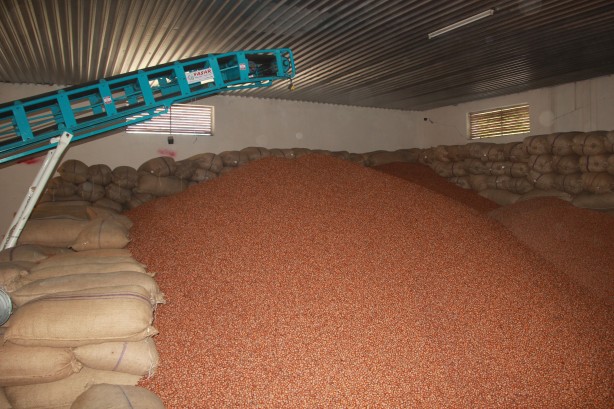 Foto - Topyekûn mücadele edersek kokarca problemini silip atarız