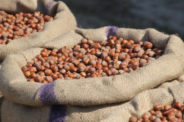 Foto - Topyekûn mücadele edersek kokarca problemini silip atarız