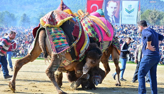 Foto - Torbalı Deve Güreşleri Festivalinden ilginç kareler