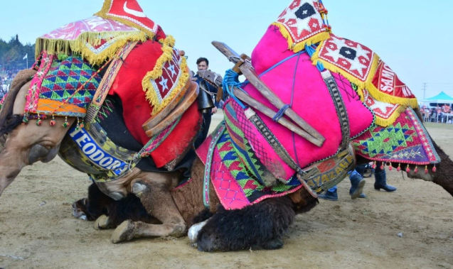 Foto - Torbalı Deve Güreşleri Festivalinden ilginç kareler