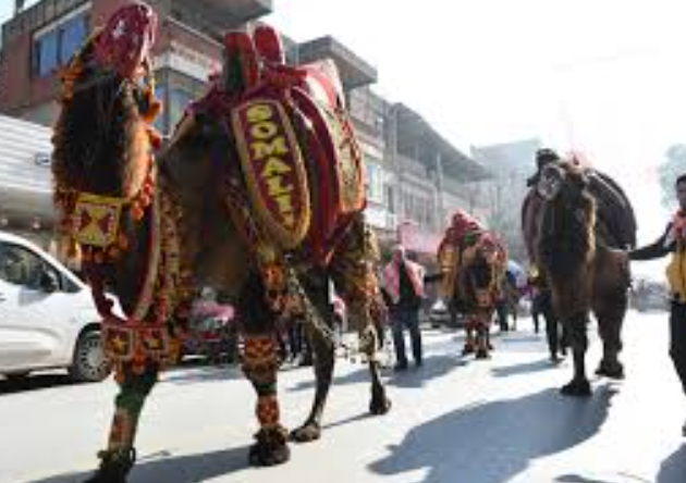 Foto - Torbalı Deve Güreşleri Festivalinden ilginç kareler