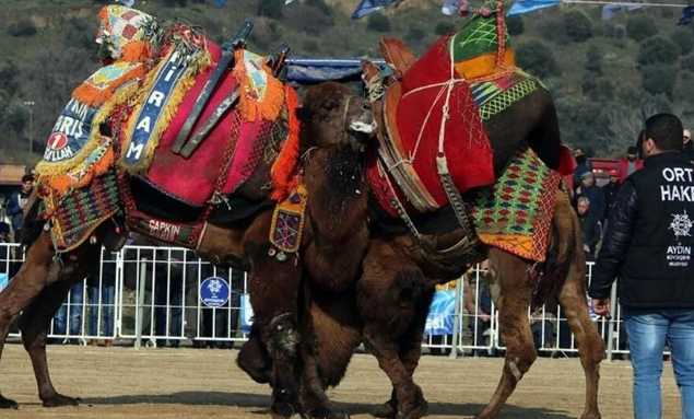 Foto - Torbalı Deve Güreşleri Festivalinden ilginç kareler