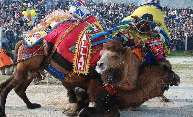 Foto - Torbalı Deve Güreşleri Festivalinden ilginç kareler