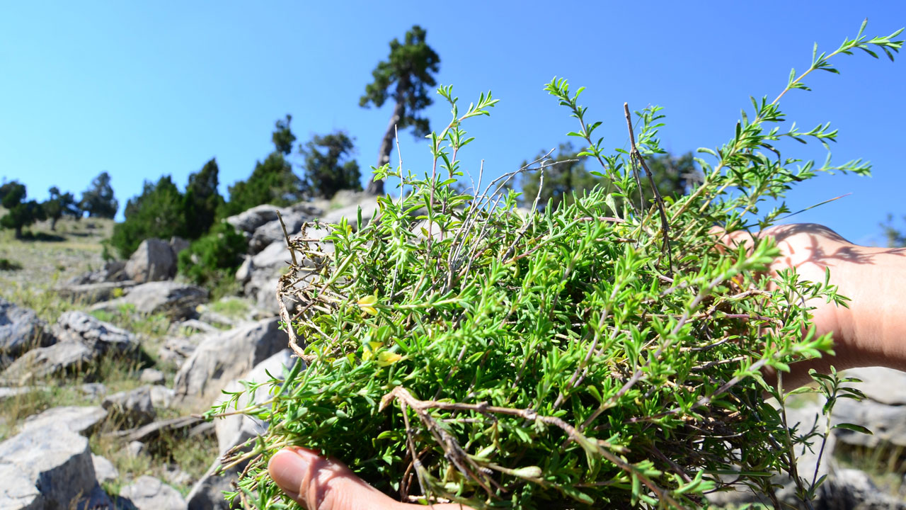 Toros Dağları’nda zorlu mücadele! Taşların arasından çıkıyor şifa dağıtıyor
