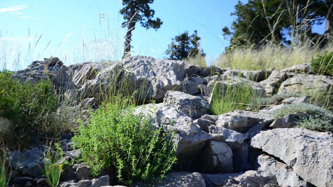 Foto - Toros Dağları’nda zorlu mücadele! Taşların arasından çıkıyor şifa dağıtıyor