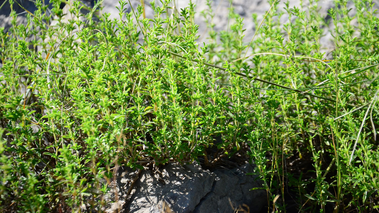 Foto - Toros Dağları’nda zorlu mücadele! Taşların arasından çıkıyor şifa dağıtıyor