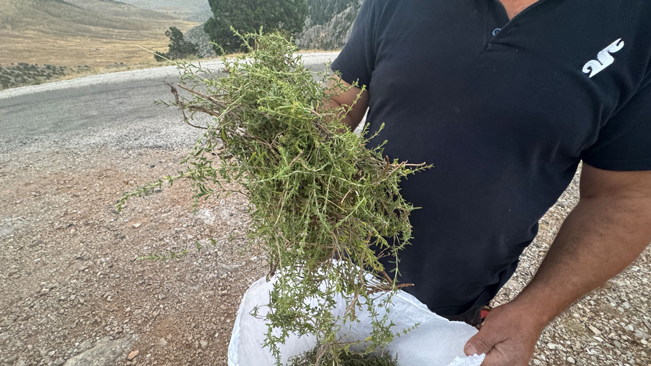 Foto - Toros Dağları’nda zorlu mücadele! Taşların arasından çıkıyor şifa dağıtıyor