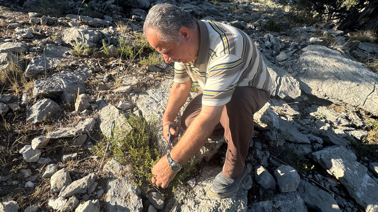 Foto - Toros Dağları’nda zorlu mücadele! Taşların arasından çıkıyor şifa dağıtıyor