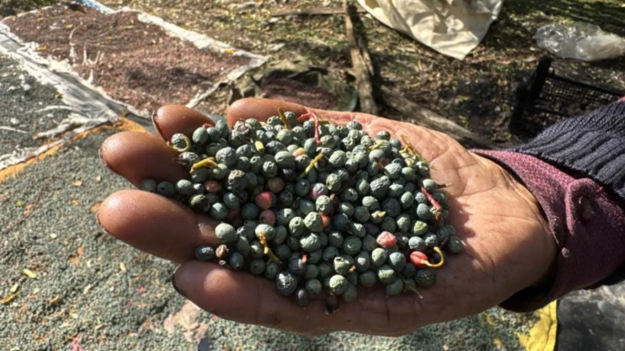 Foto - Toros Dağların'dan sofralara: Meyvesi 300, yağı bin 200 lira