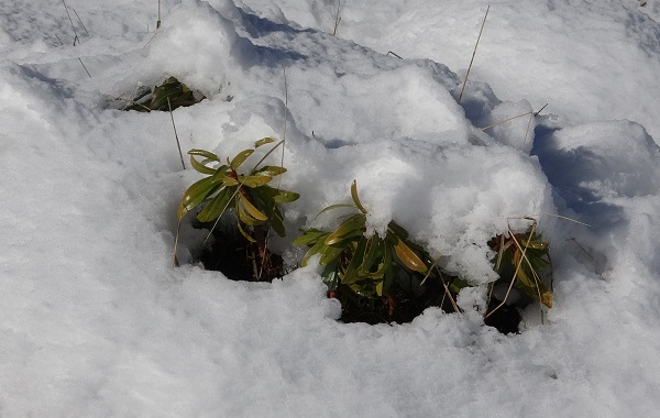 Foto - Toroslar'da kartpostallık görüntüler