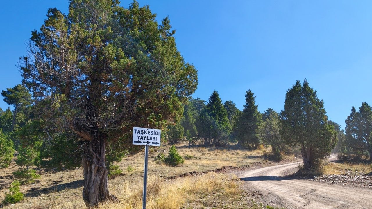 Foto - Toroslar'ın 1800 rakımlı zirvesinde harnup mesaisi