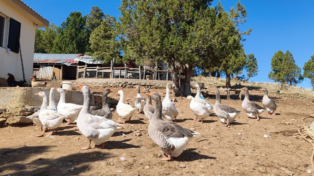 Foto - Toroslar'ın 1800 rakımlı zirvesinde harnup mesaisi