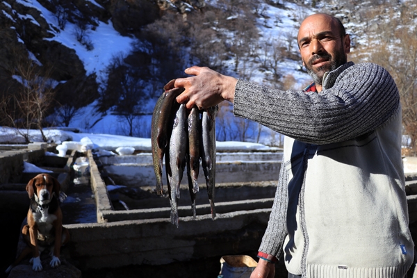 Foto - Torosların incisi lezzetini kar sularından alıyor