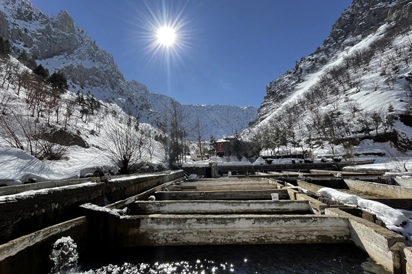 Torosların incisi lezzetini kar sularından alıyor