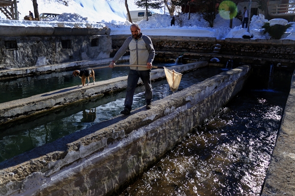 Foto - Torosların incisi lezzetini kar sularından alıyor