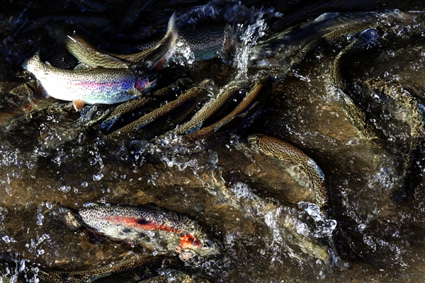 Foto - Torosların incisi lezzetini kar sularından alıyor