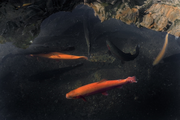 Foto - Torosların incisi lezzetini kar sularından alıyor