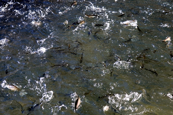 Foto - Torosların incisi lezzetini kar sularından alıyor