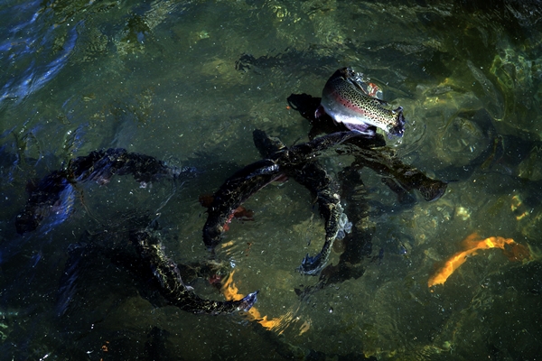 Foto - Torosların incisi lezzetini kar sularından alıyor