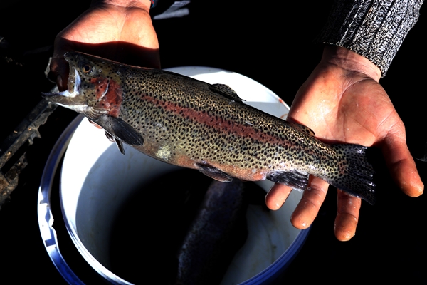 Foto - Torosların incisi lezzetini kar sularından alıyor