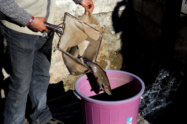 Foto - Torosların incisi lezzetini kar sularından alıyor