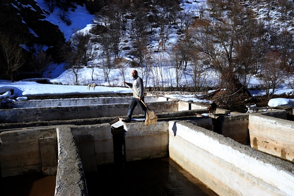 Foto - Torosların incisi lezzetini kar sularından alıyor