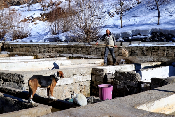 Foto - Torosların incisi lezzetini kar sularından alıyor