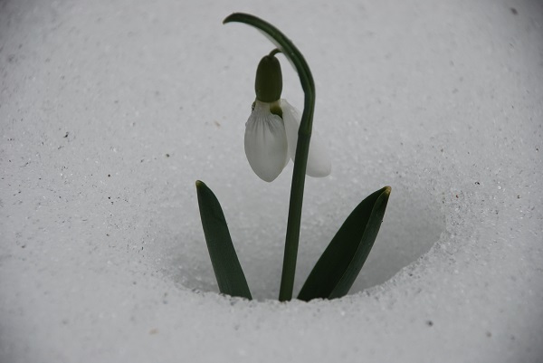 Foto - Torosların nazlısı mest etti