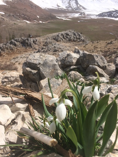 Foto - Torosların nazlısı mest etti