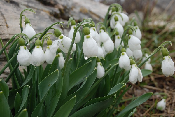 Foto - Torosların nazlısı mest etti