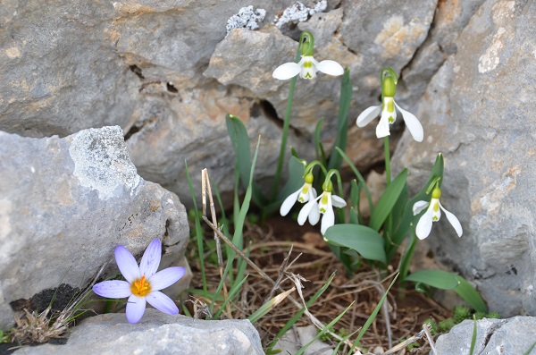 Foto - Torosların nazlısı mest etti