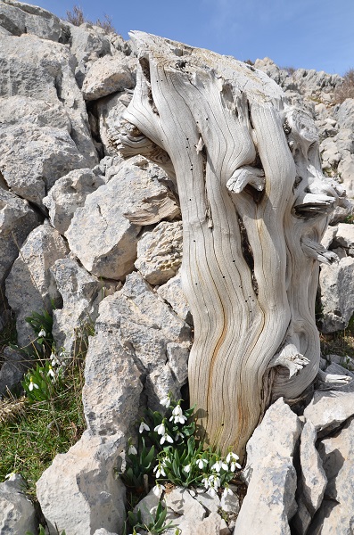 Foto - Torosların nazlısı mest etti