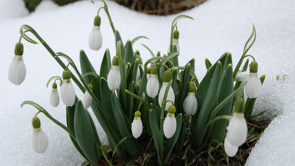 Foto - Torosların nazlısı mest etti