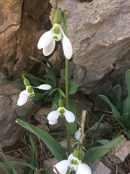 Foto - Torosların nazlısı mest etti