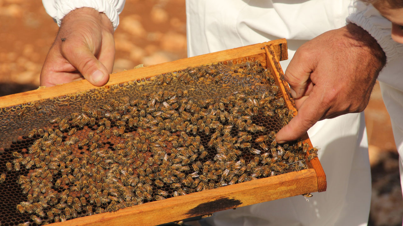 Foto - Torosların zirvesinden dünyaya! Bu bal Fransa ve İngiltere’den 3 ödül aldı