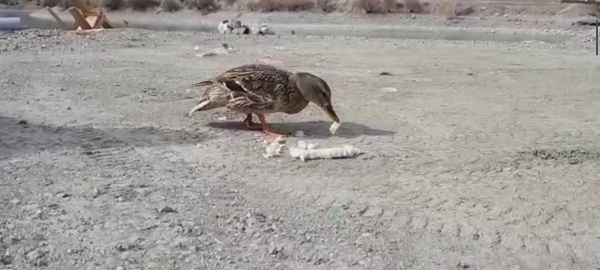 Foto - Tortum Gölü'nde yürekleri ısıtan görüntü
