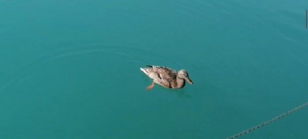 Tortum Gölü'nde yürekleri ısıtan görüntü