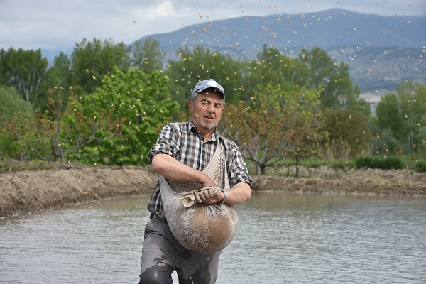 Foto - Tosya pirincinin zorlu serüveni