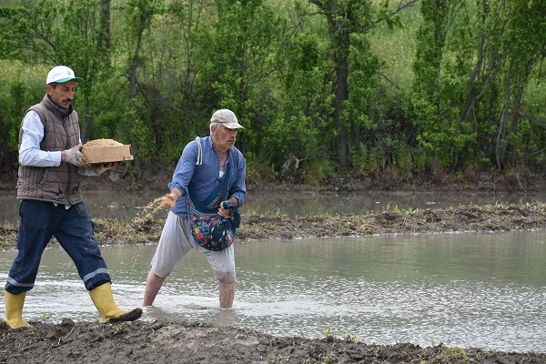 Foto - Tosya pirincinin zorlu serüveni
