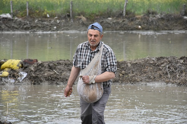 Foto - Tosya pirincinin zorlu serüveni