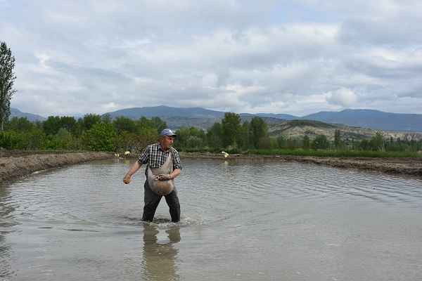 Foto - Tosya pirincinin zorlu serüveni