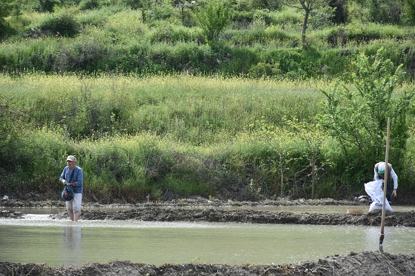 Tosya pirincinin zorlu serüveni