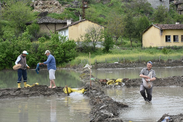 Foto - Tosya pirincinin zorlu serüveni