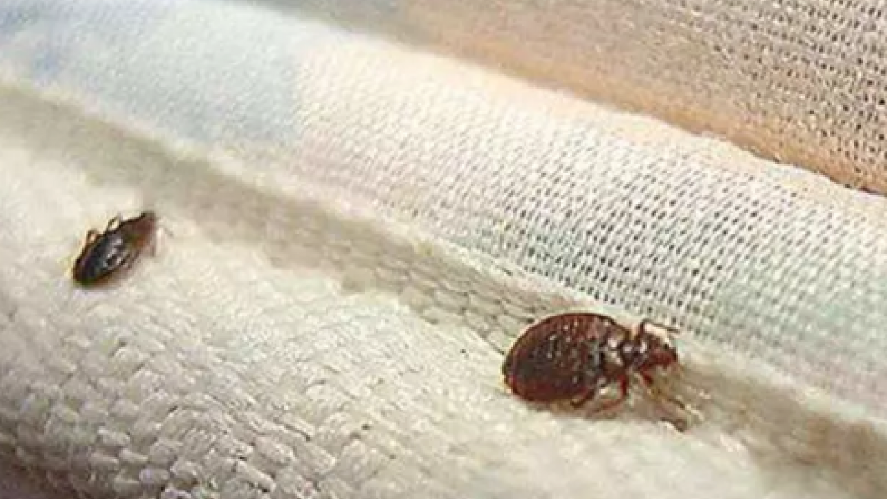 Toz böcekleri nasıl yok edilir? Başına bela olanlar yöntem arıyorsanız önce yapın bakın! Nasıl mücadele edecek